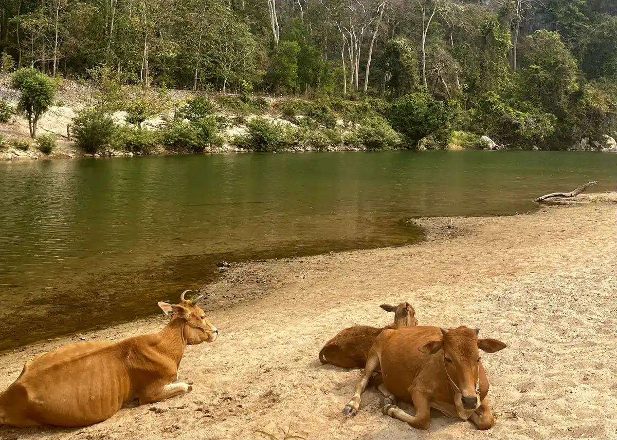Skinny brown cows are laying on the sand at the edge of the river next to Kong Lor Cave. The river behind them is green in color and slowly flowing into the cave.