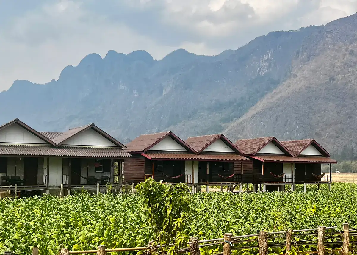 One Week in Laos: Create Your Own Custom Adventure Itinerary 15 Six bamboo bungalows at Thongdam Guesthouse in Kong Lor are sitting next to a field of green tobacco with mountains in the background