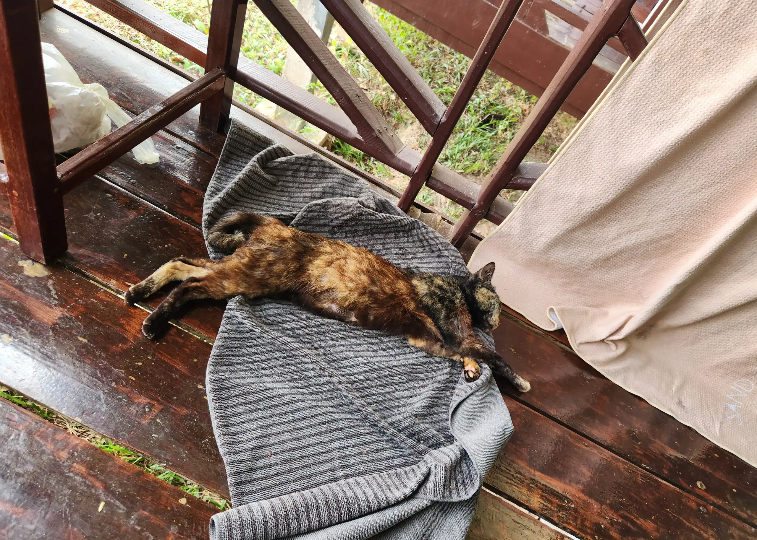 A brown/auborn cat is spread out on a grey towel on the floow of a wooden balcony. He asleep on somebody's towel outside of their bungalow