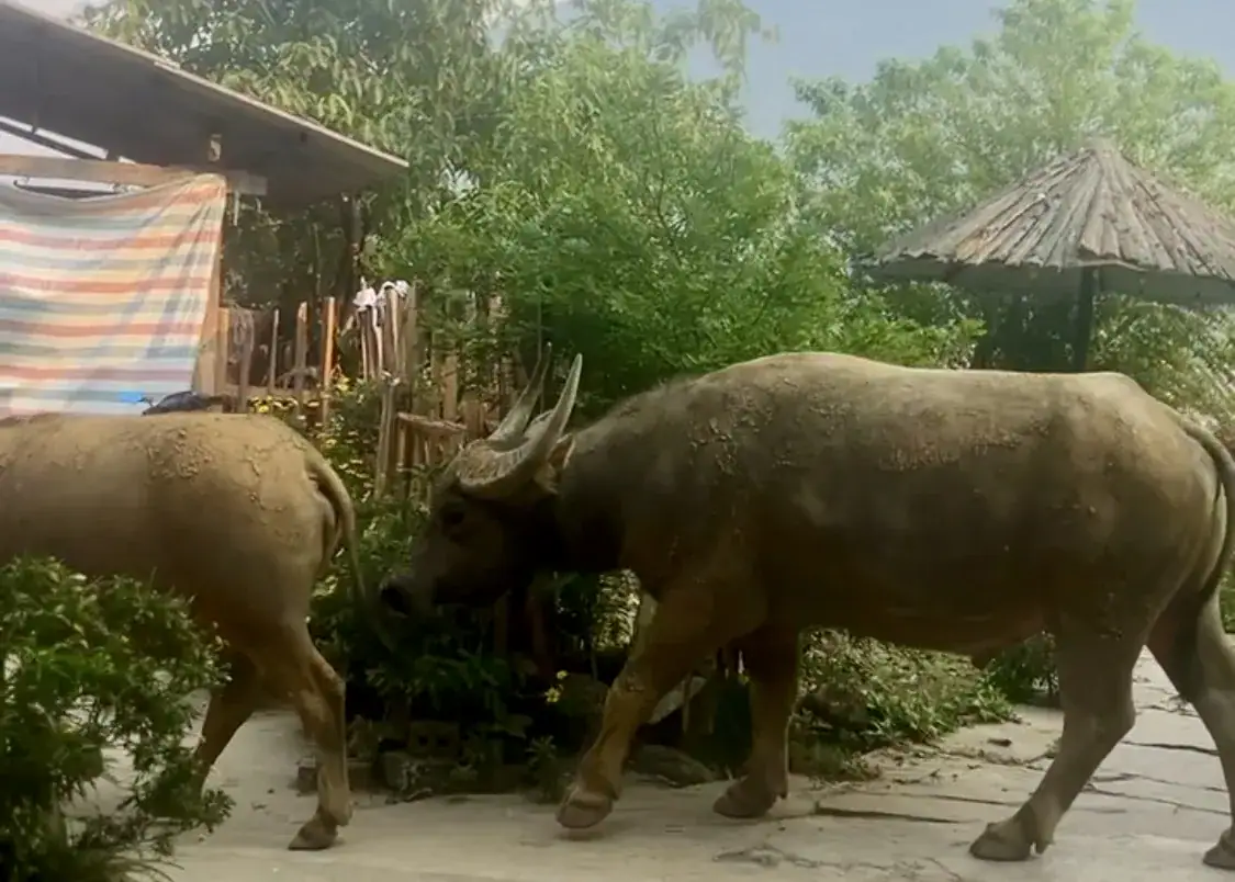 The Best Homestay in Sapa: A Beginner’s Guide to Homestays 1 There are three water buffalo walking along the path of a homestay in Sapa