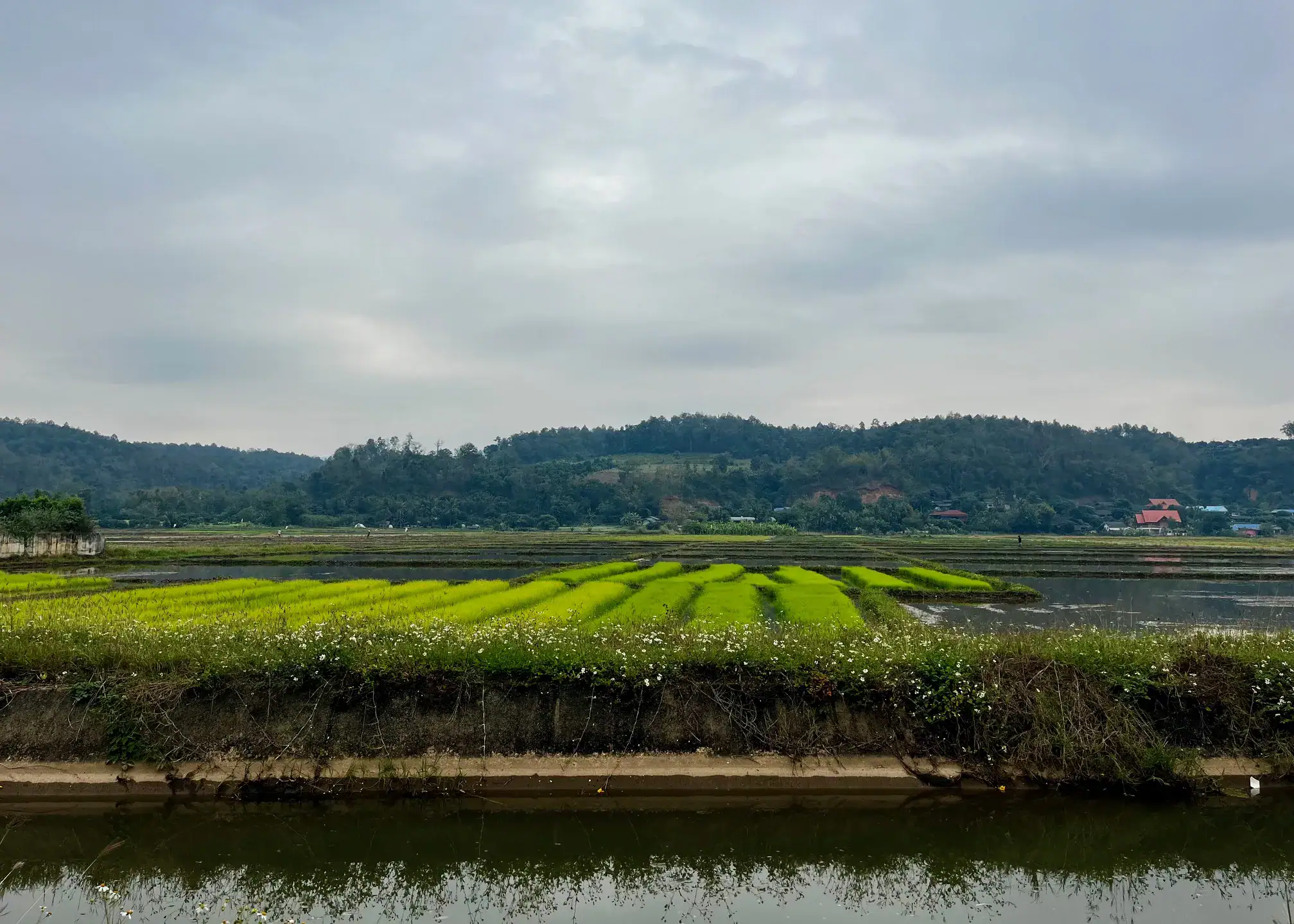 Is Pai Worth Visiting? Where We’d Go Instead 7 A rice field in Chiang Dao. There are green fields with mountains in the background. The sky is overcast
