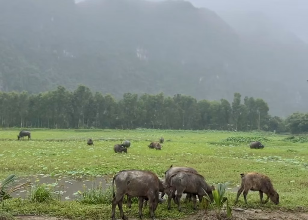 Tam Coc Bicycle Tour: The Perfect Self-Guided Route 11 Adult and baby water buffalo are grazing in green rice fields against the backdrop of the mountains outside Tam Coc on a Tam Coc bicycle tour.