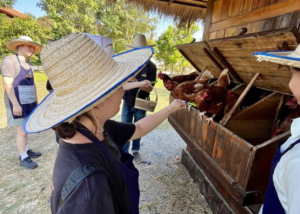 Our Honest Grandma’s Home Cooking School Review 12 A women in an apron and sun hat is reaching out to touch a chicken during the farm tour at Grandma's Home Cooking School.