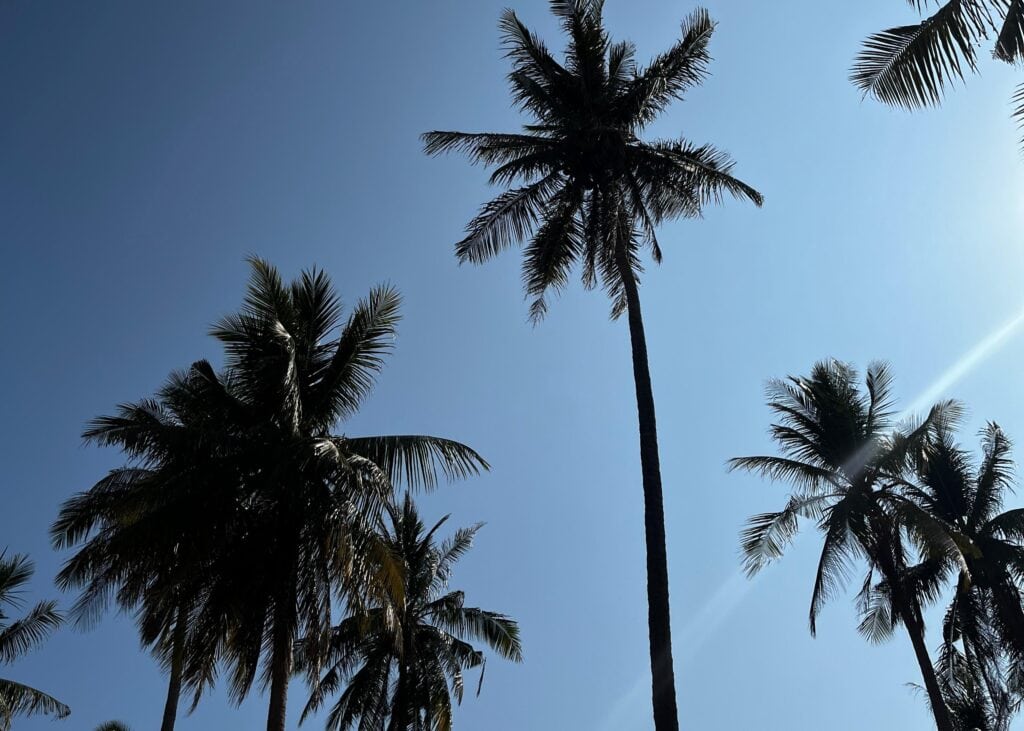 Ao Nang or Railay Beach: Where to Stay in Krabi 2 An image of the sky above Koh Lanta, with many palm trees overhead. A typical view from a hotel to help you choose where to stay in Koh Lanta