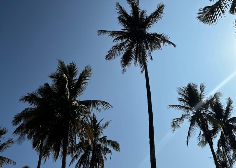 An image of the sky above Koh Lanta, with many palm trees overhead. A typical view from a hotel to help you choose where to stay in Koh Lanta