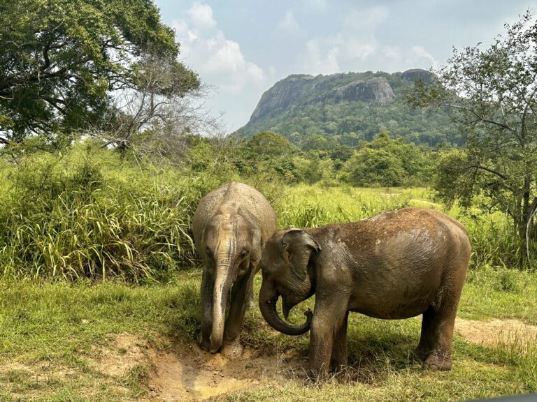 Two wild elephants standing close together in tall green grass in Sri Lanka with one partially hidden behind the other.